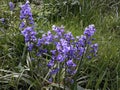Flowers of Hyacinthoides Ãâ massartiana in the park. Royalty Free Stock Photo